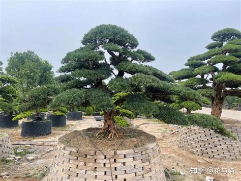 大门外放什么植物|大门外种什么植物风水好